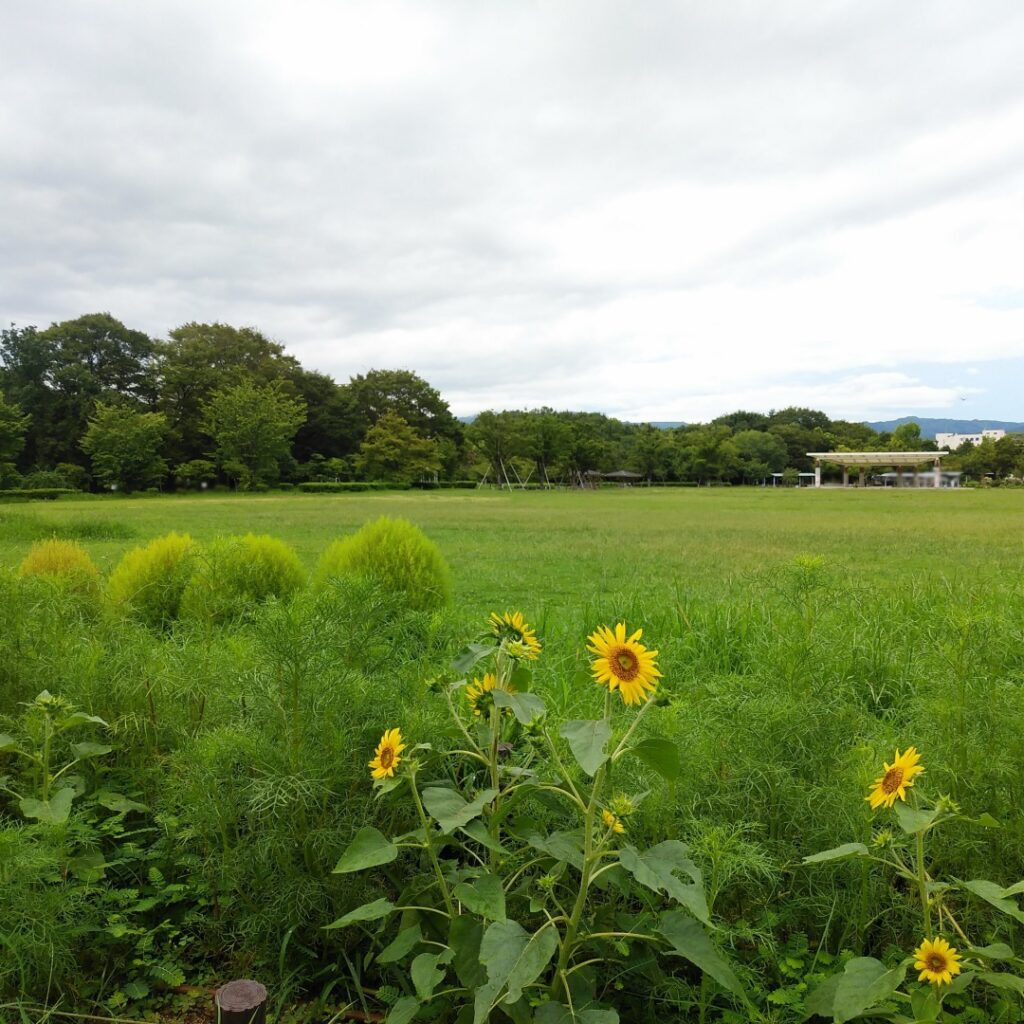 畦地梅太郎―画文集とぼとぼ六十年 | 畦地 梅太郎 |本 | 通販